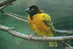 Vogelpark Walsrode