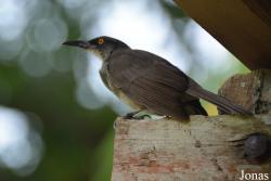 Cinclocerthia gutturalis gutturalis