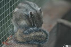 Tiergarten Zum Hirsch