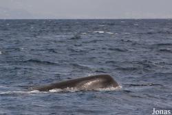 Physeter macrocephalus