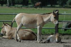 Tierpark Ströhen