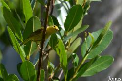 Setophaga petechia melanoptera