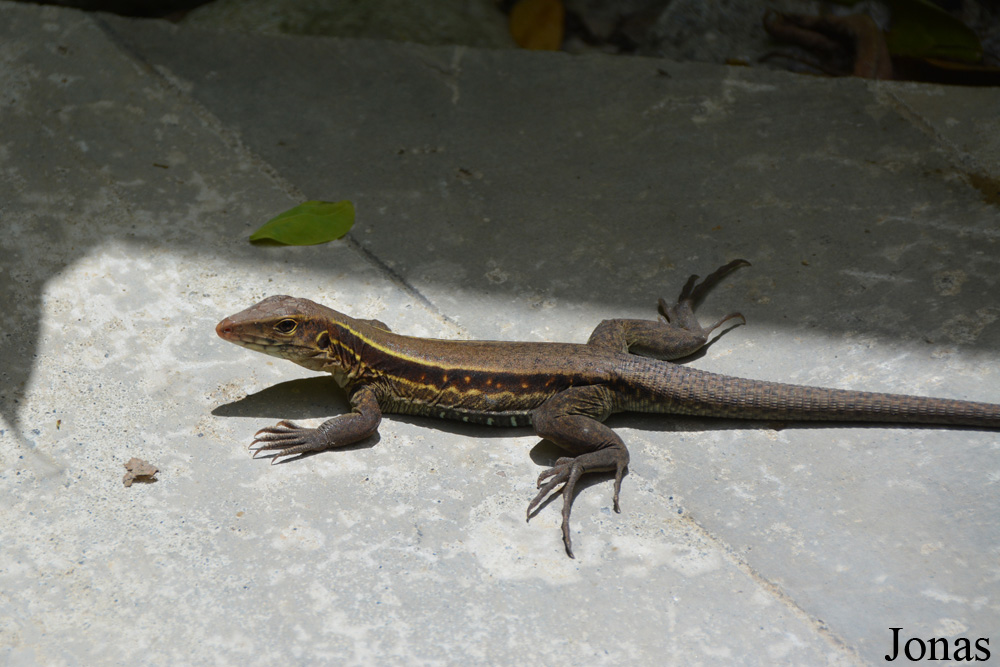 Soufrière
