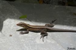 Soufrière