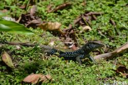 Pholidoscelis fuscata