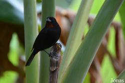 Loxigilla noctis dominicana