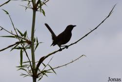 Cinclocerthia ruficauda ruficauda