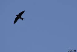 Progne dominicensis
