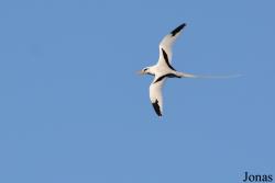 Phaethontiformes