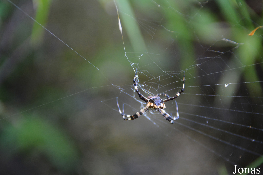 Syndicate Nature Trail