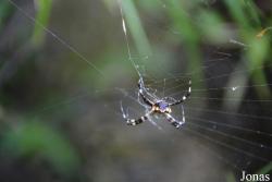 Syndicate Nature Trail
