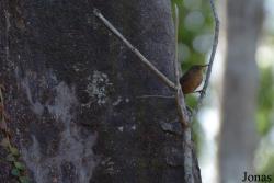 Troglodytidae