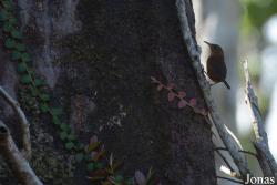 Syndicate Nature Trail