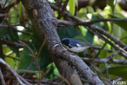 Syndicate Nature Trail