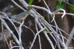 Syndicate Nature Trail