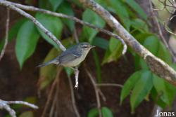 Syndicate Nature Trail