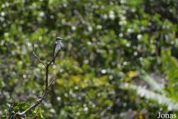 Syndicate Nature Trail