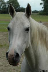 Cheval Pur-sang arabe