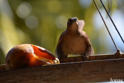 Bouillante
