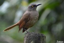 Cinclocerthia ruficauda