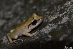 Eleutherodactylidae