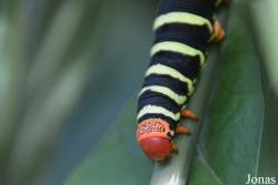 Sphingidae