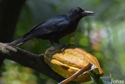 Melanerpes herminieri