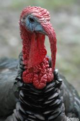Tierpark Ströhen