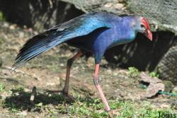 Porphyrio poliocephalus viridis