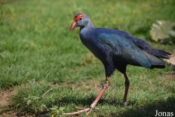 Porphyrio poliocephalus seistanicus