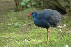 Porphyrio porphyrio