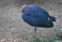 Porphyrio sp.