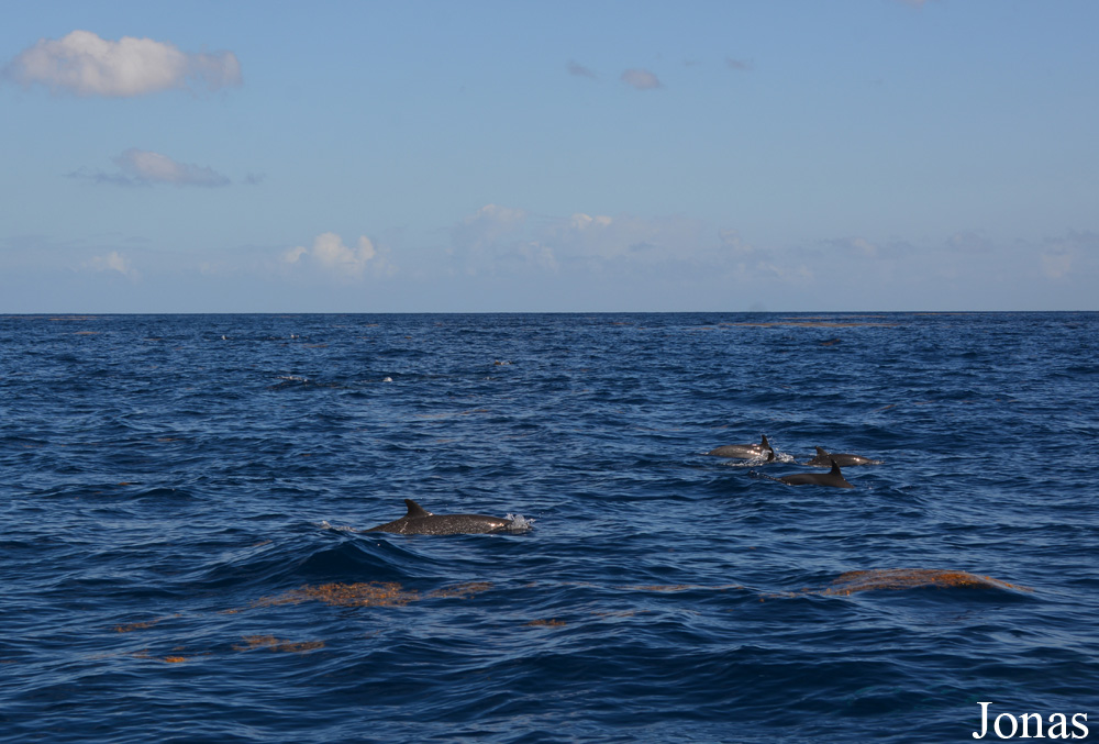 Guadeloupe
