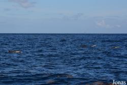 Guadeloupe