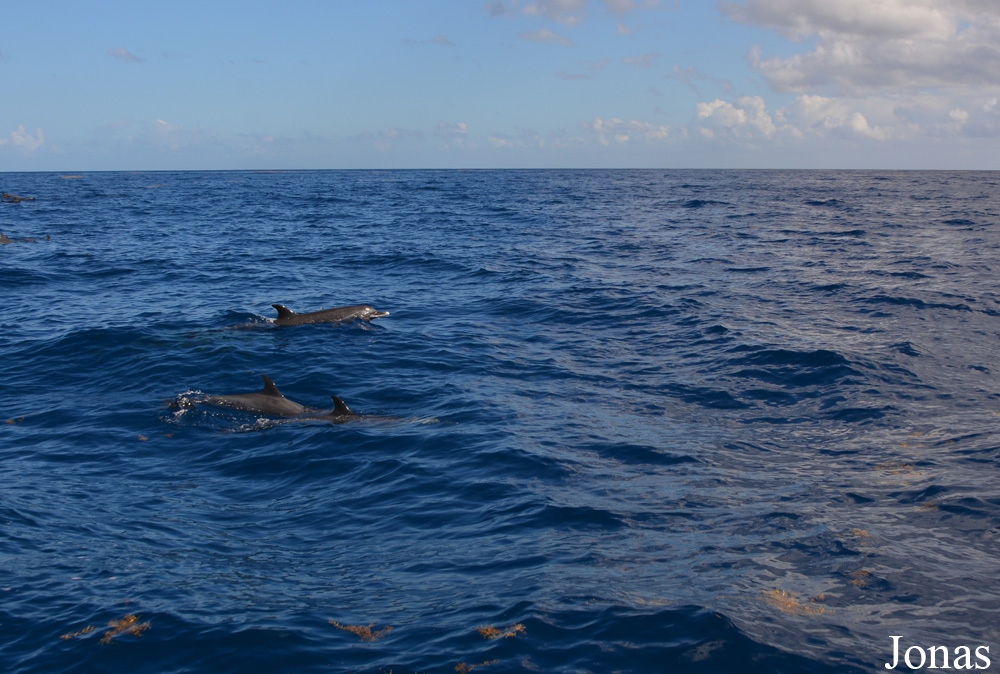 Guadeloupe