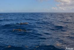 Guadeloupe