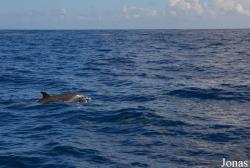Guadeloupe