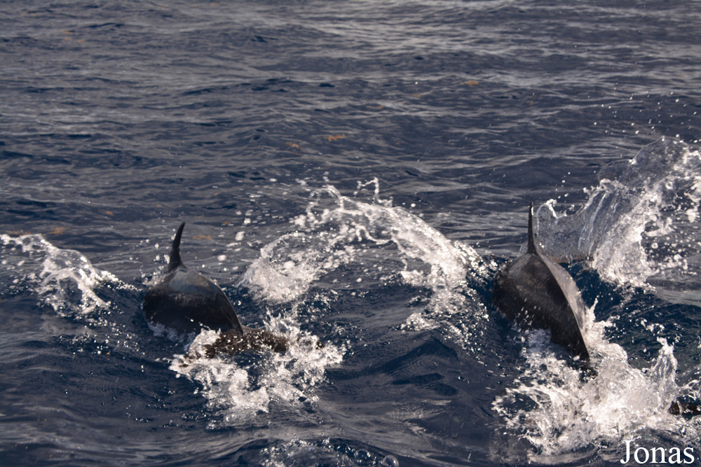 Guadeloupe