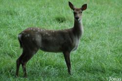 Cervus nippon dybowskii