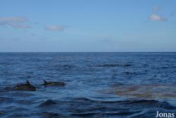 Guadeloupe