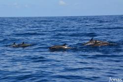 Guadeloupe