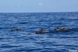 Guadeloupe