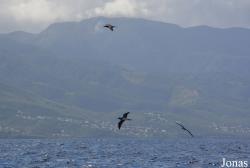 Guadeloupe