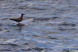 Anous stolidus stolidus