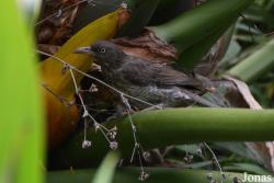Bouillante