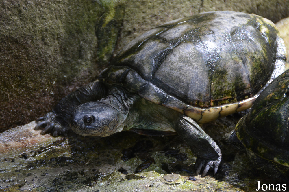 Zoo de Guadeloupe