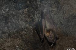Zoo de Guadeloupe
