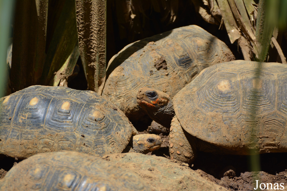 Zoo de Guadeloupe