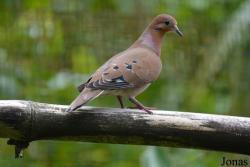 Zoo de Guadeloupe