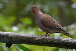 Zoo de Guadeloupe